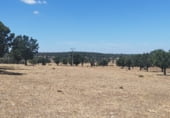 Non-developable land for rent on Plaza Barcelona 4, Bocacara, ref: TR101124 photo