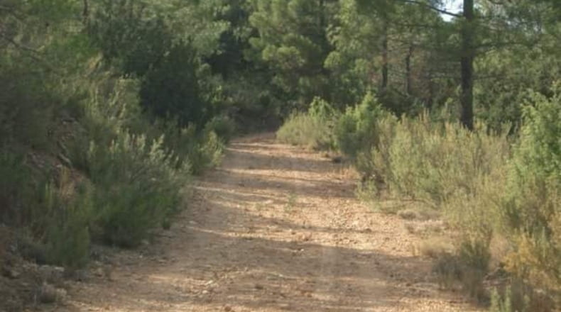 Albacete - Bogarra - 250000m2