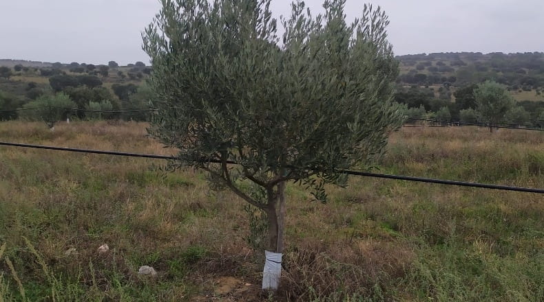 Salamanca - Hinojosa de Duero - 9977m2