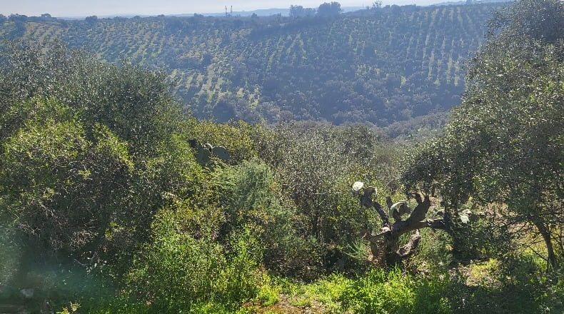 Córdoba - Montoro - 80000m2