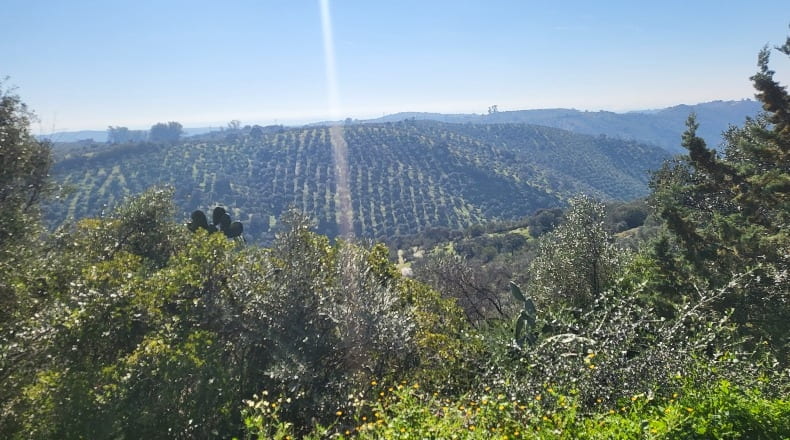 Córdoba - Montoro - 80000m2
