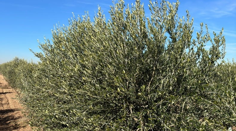 Toledo - La Villa de Don Fadrique - 33413m2