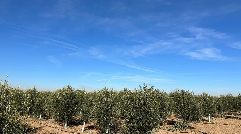 Toledo - La Villa de Don Fadrique - 33413m2