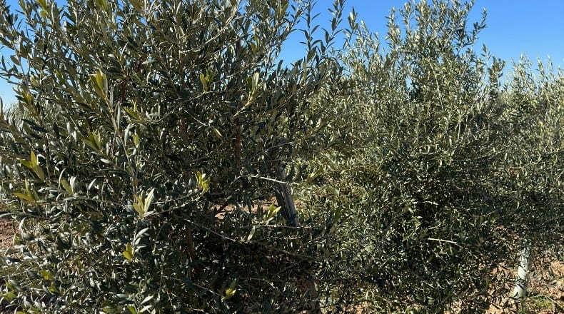 Toledo - La Villa de Don Fadrique - 33413m2