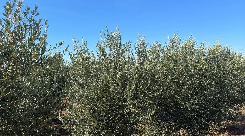 Toledo - La Villa de Don Fadrique - 33413m2
