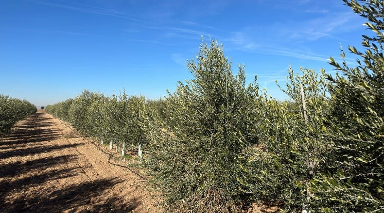 Toledo - La Villa de Don Fadrique - 33413m2