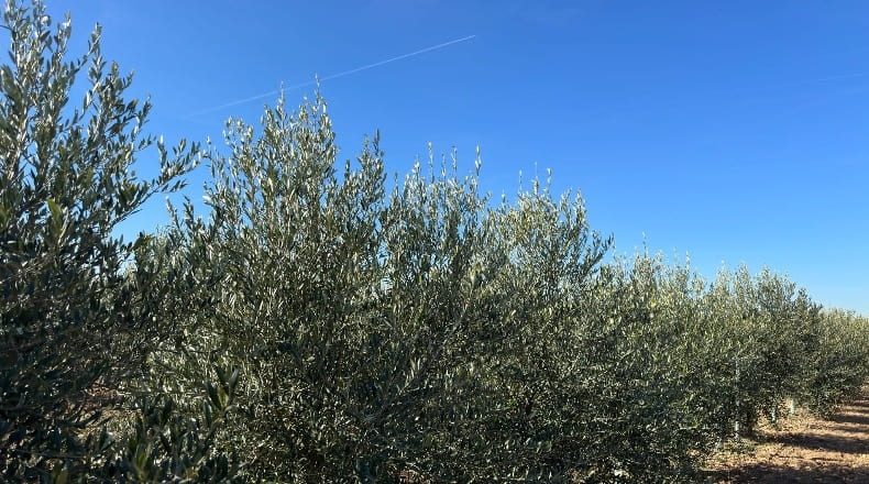 Toledo - La Villa de Don Fadrique - 33413m2