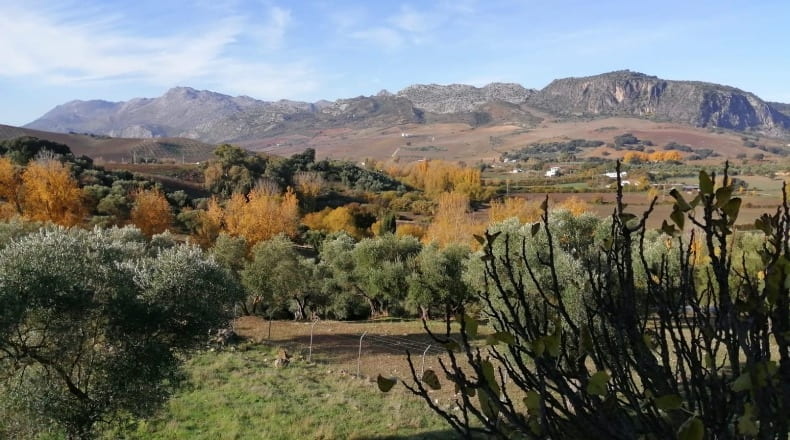 Málaga - Ronda - 28000m2