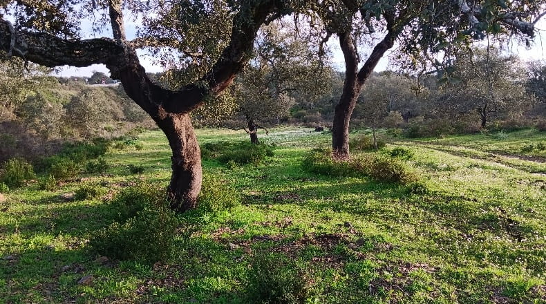 Huelva - Valverde del Camino - 500000m2
