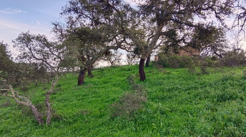 Huelva - Valverde del Camino - 500000m2