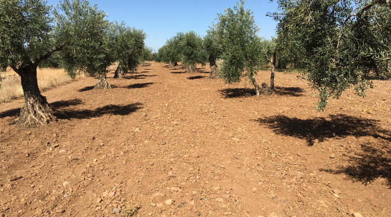 Badajoz - La Garrovilla - 1500m2