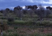 Земля на продажу у города Hinojosa de Duero Фото