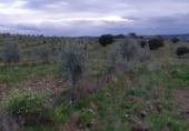 Земля на продажу у города Hinojosa de Duero Фото