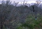 Земля на продажу у города Hinojosa de Duero Фото
