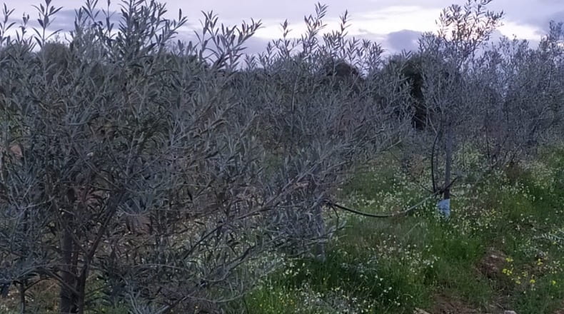 Salamanca - Hinojosa de Duero - 9977m2
