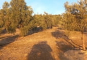 Land suitable for development for sale on carretera del pantano de los bermejales, Alhama de Granada, ref: TR102493 photo