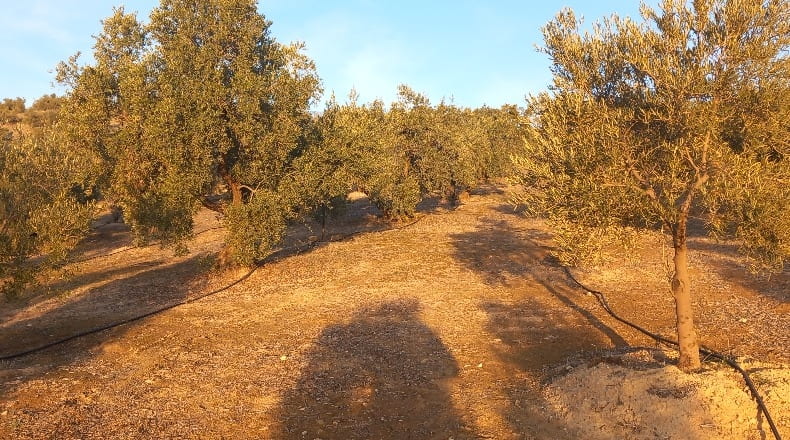 Granada - Alhama de Granada - 31900m2