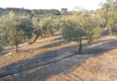 Land suitable for development for sale on carretera del pantano de los bermejales, Alhama de Granada, ref: TR102493 photo