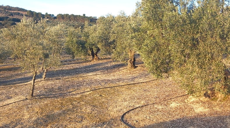 Granada - Alhama de Granada - 31900m2