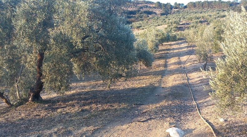 Granada - Alhama de Granada - 31900m2