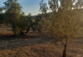 Land suitable for development for sale on carretera del pantano de los bermejales, Alhama de Granada, ref: TR102493 photo