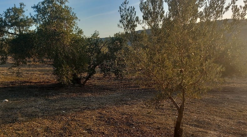Granada - Alhama de Granada - 31900m2
