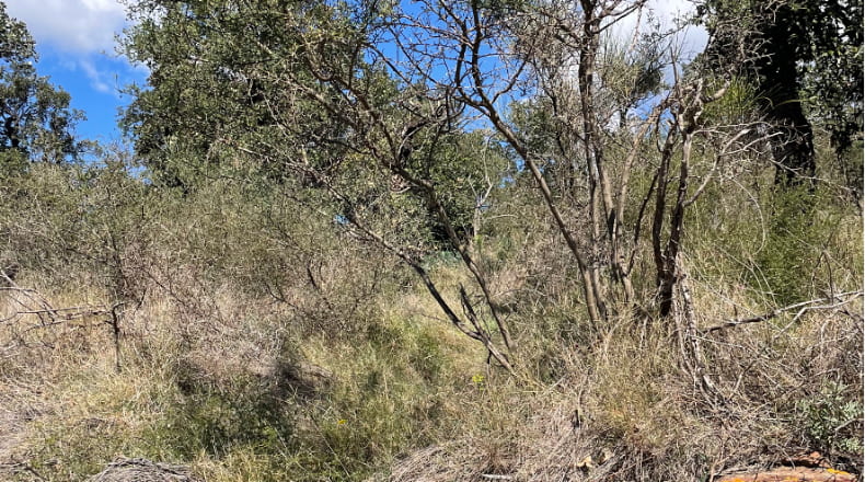 Gerona - Vilajuïga - 22535m2