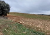 Terreno no urbanizable en venta en la carretera la Alberca del Záncara Carrascosa de Haro km 7, Las Pedroñeras, ref: TR102928 foto