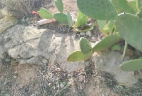 Foto 10