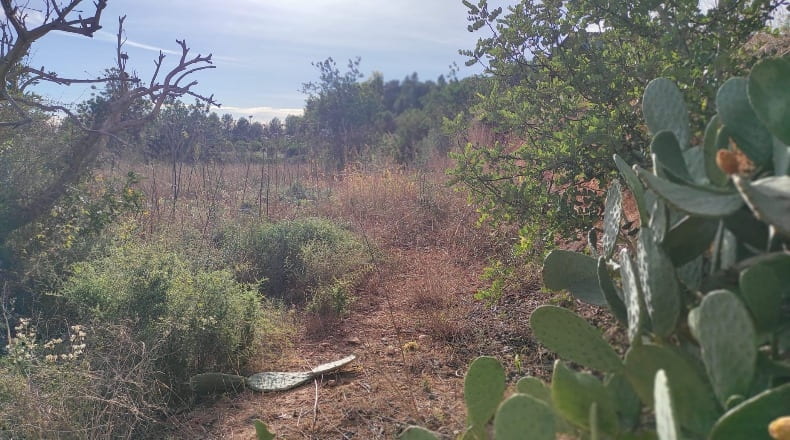 Tarragona - Xerta - 8400m2