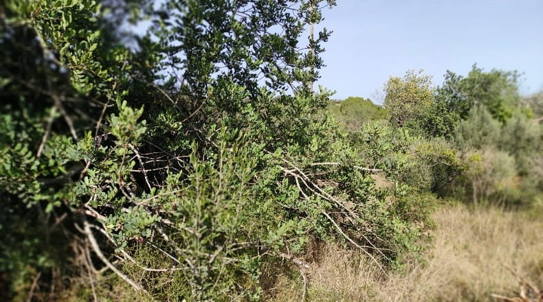 Tarragona - Xerta - 8400m2