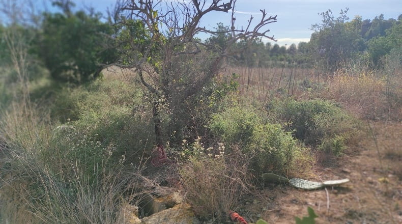 Tarragona - Xerta - 8400m2