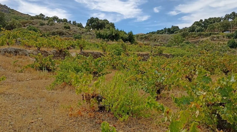 Cáceres - Montánchez - 7447m2