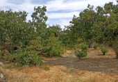 Parcela urbanizable en venta en la Calle Canapé, Montánchez, ref: TR103175 foto