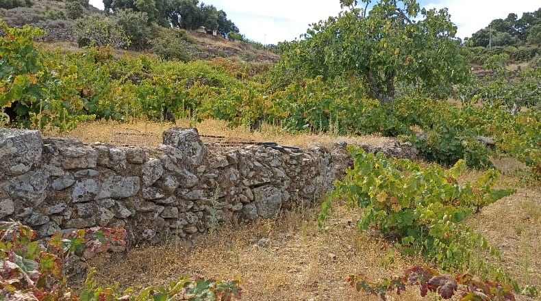 Cáceres - Montánchez - 7447m2