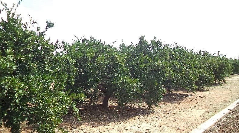 Valencia - La Alcudia - 1743m2