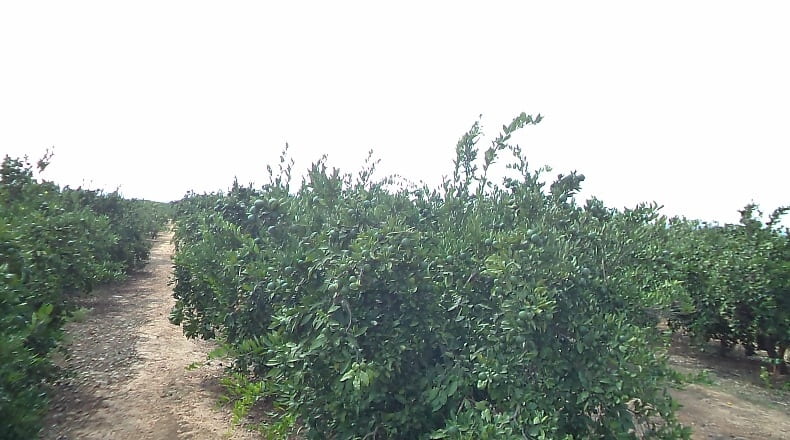Valencia - La Alcudia - 1743m2