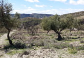 Terreno no urbanizable en venta en la Avenida Constitución, Cenes de la Vega, ref: TR103184 foto