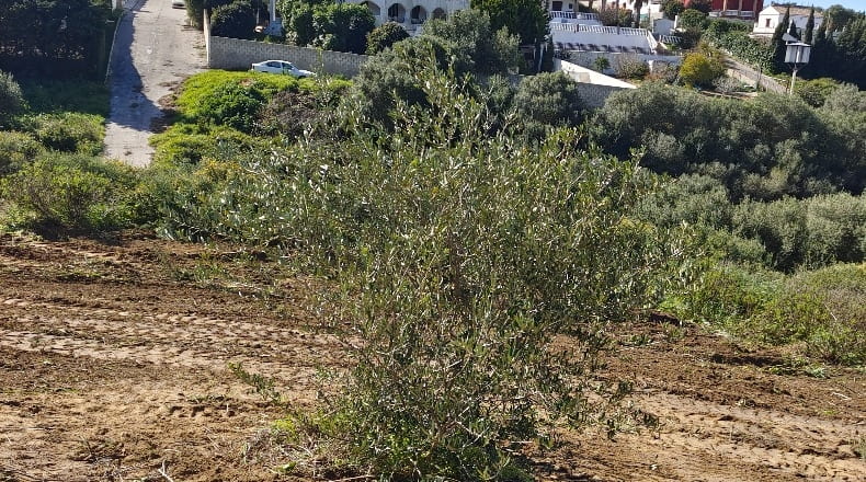 Cadiz - Barbate - 1170m2