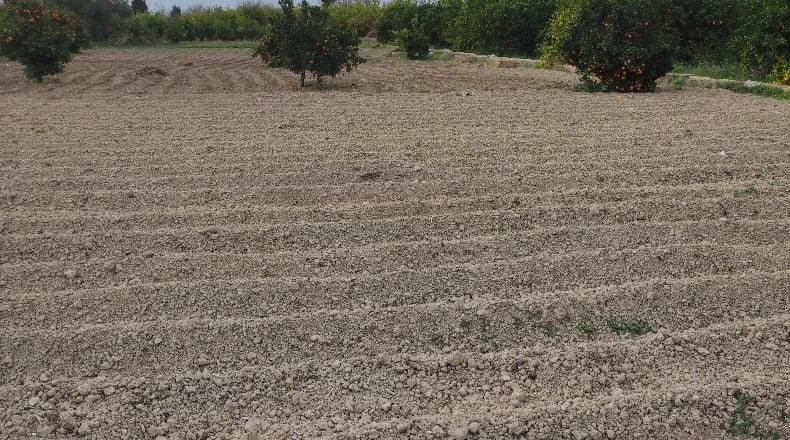 Murcia - Murcia - 3700m2