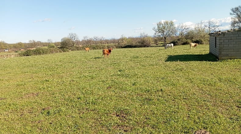 Caceres - Arroyomolinos de la Vera - 15000m2