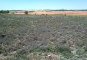 Terreno no urbanizable en venta en la El Encaño, Santa María de los Llanos, ref: TR103535 foto