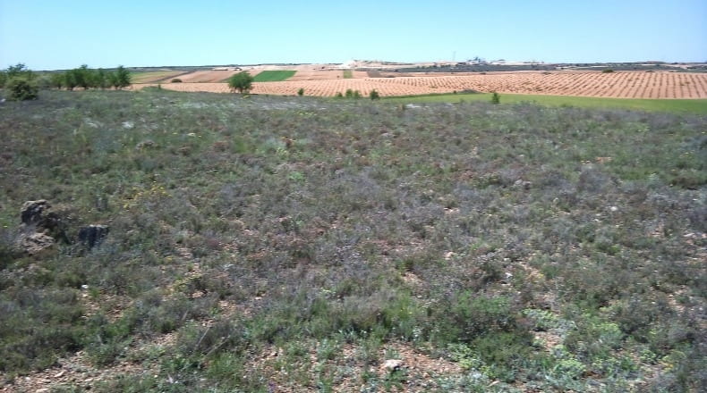 Cuenca - Santa María de los Llanos - 20115m2