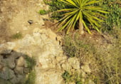 Finca rústica en venda a la Camino Balastar, Faraján, ref.: TR103858 foto
