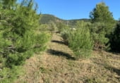 Non-developable land for sale on Masia Pla de Lluch, el Pla de Lluch, ref: TR104024 photo