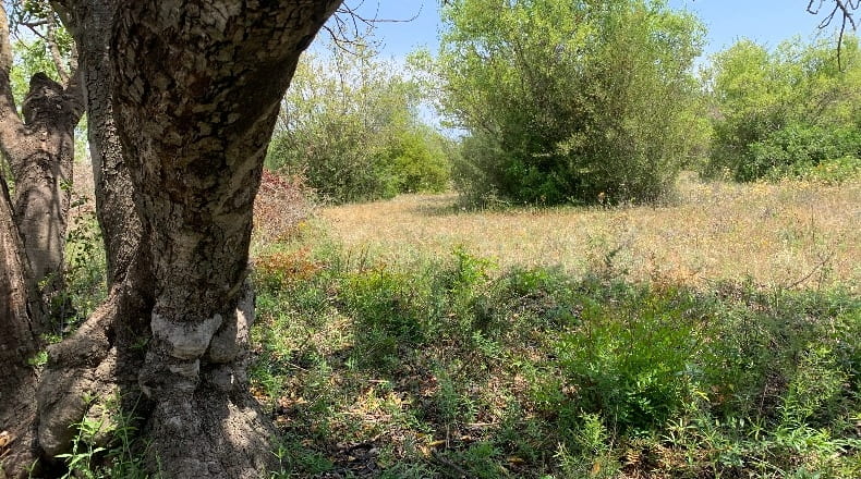 Castellón - Masia Pla de Lluch - 5447m2