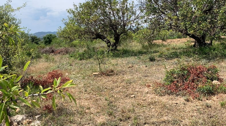 Castellón - Masia Pla de Lluch - 5447m2