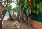 Casa de camp amb terreny en venda a la A-7078, Álora, ref.: TR104032 foto