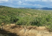 Non-developable land for sale on Mas de l'Andalús de Baix, la Salzadella, ref: TR104204 photo