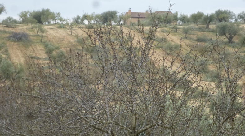 Toledo - El Carpio de Tajo - 90000m2